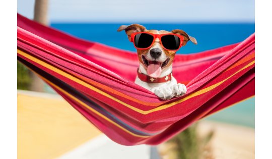 dog on hammock