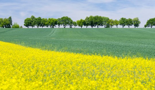Deutschland, Thüringen: Rapsfeld nahe Mühlhausen und Weberstedt