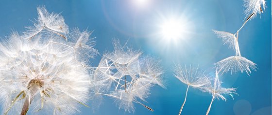 Pusteblumen vor blauem Himmel
