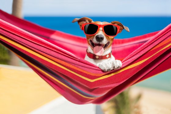 dog on hammock