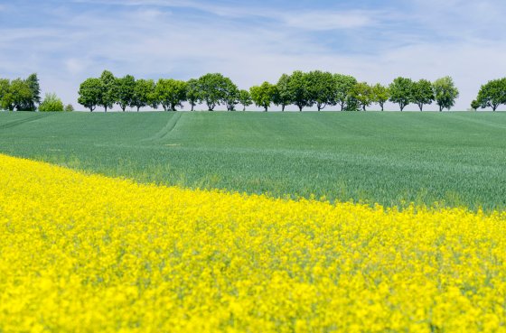 Deutschland, Thüringen: Rapsfeld nahe Mühlhausen und Weberstedt