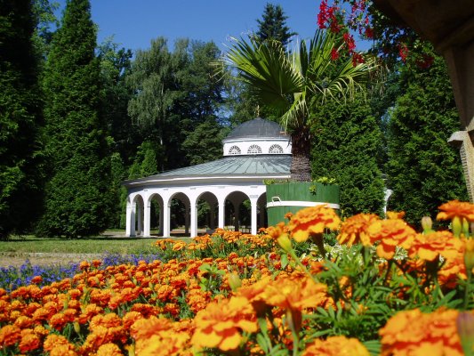 Tschechien, Franzensbad, Luisenquelle, Beet mit Studentenblumen im Vordergrund