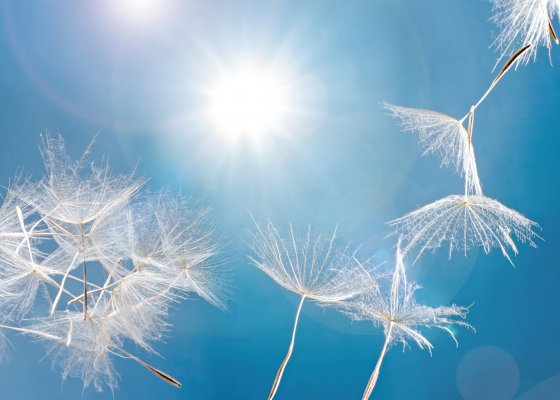 Pusteblumen vor blauem Himmel